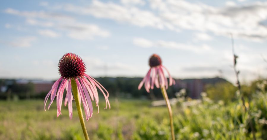 Echinacea+Purpurea%2C+commonly+referred+to+as+the+Purple+Coneflower%2C++in+Anderson+Prairie.+These+flowers+could+be+threatened+by+the+construction+of+a+school+in+the+prairie.