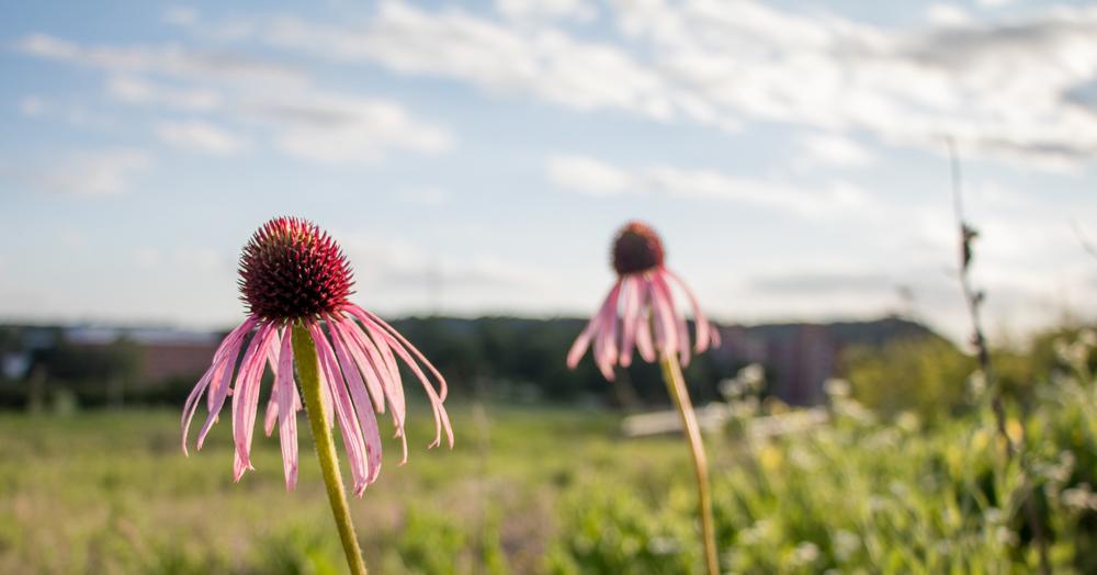 Echinacea Purpurea, commonly referred to as the Purple Coneflower, in Anderson Prairie. These flowers could be threatened by the construction of a school in the prairie.