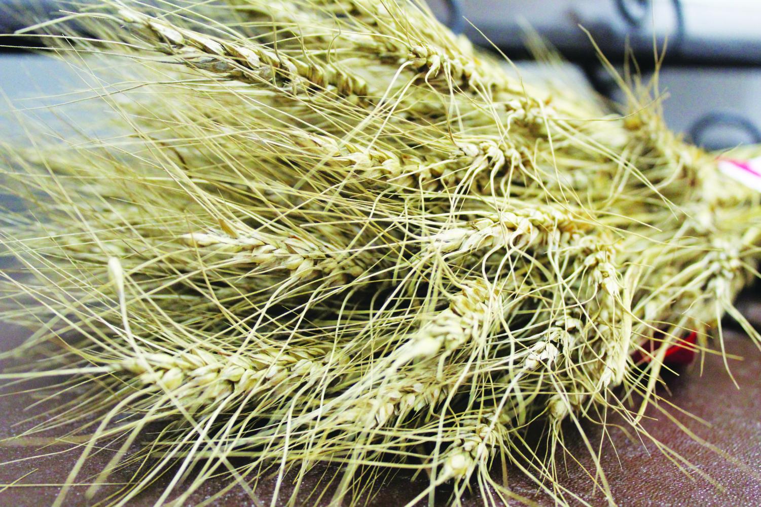 Norman Borlaug crossbred wheat to increase production in order to aid hunger in various countries.