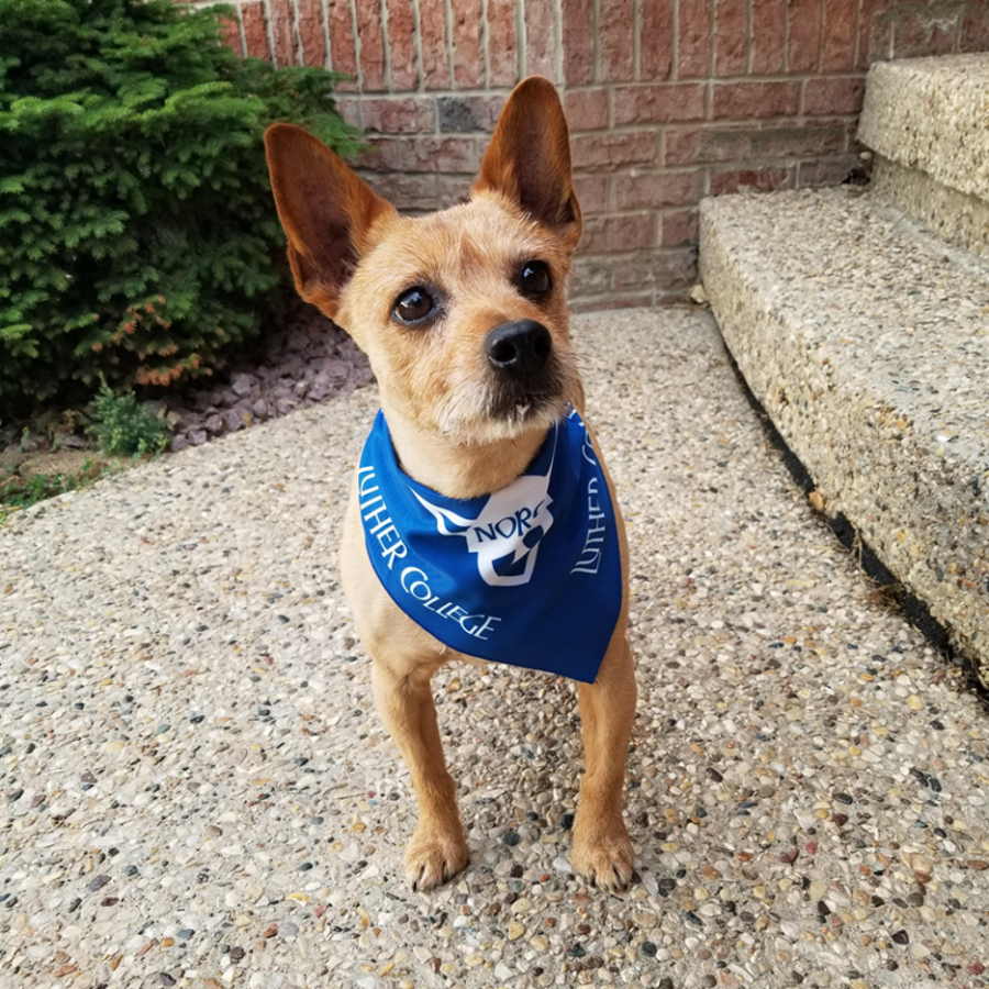 A dog wearing a Luther bandana. Photo courtesy of lutherbookshop.com 