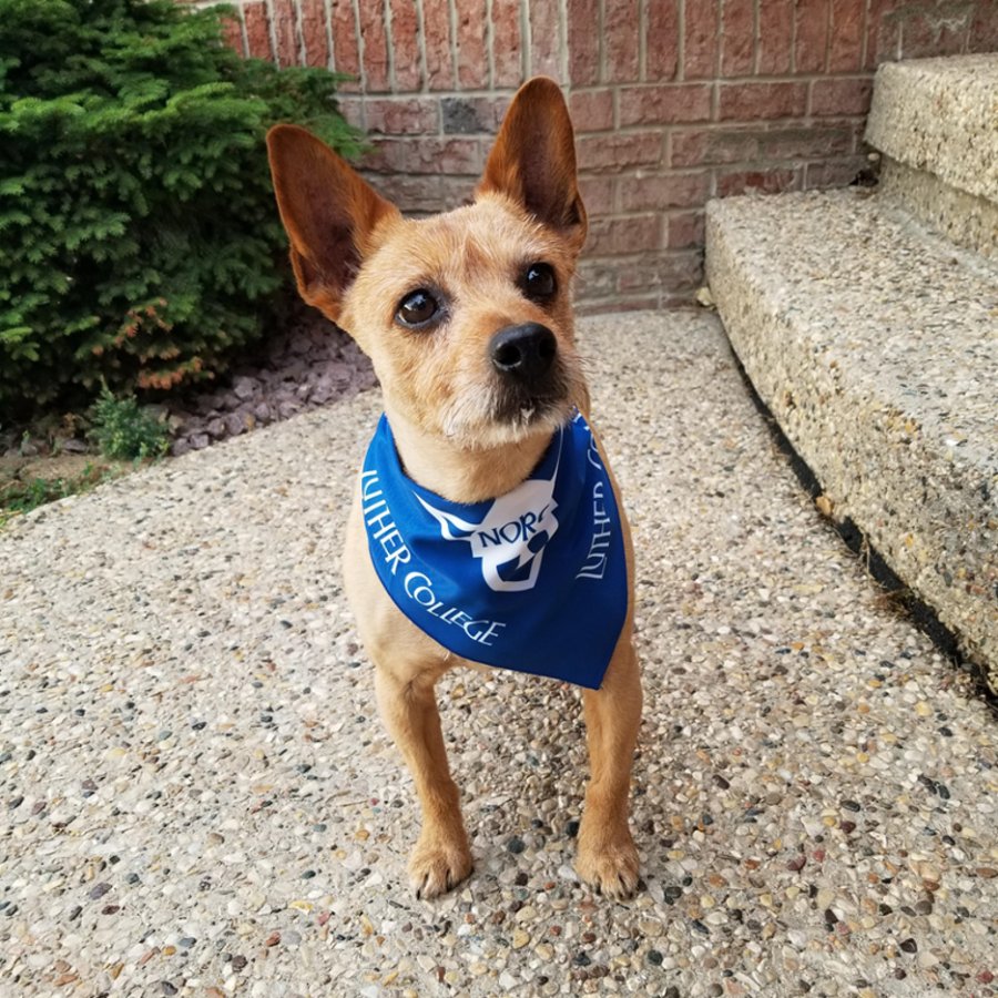 A+dog+wearing+a+Luther+bandana.+Photo+courtesy+of+lutherbookshop.com+