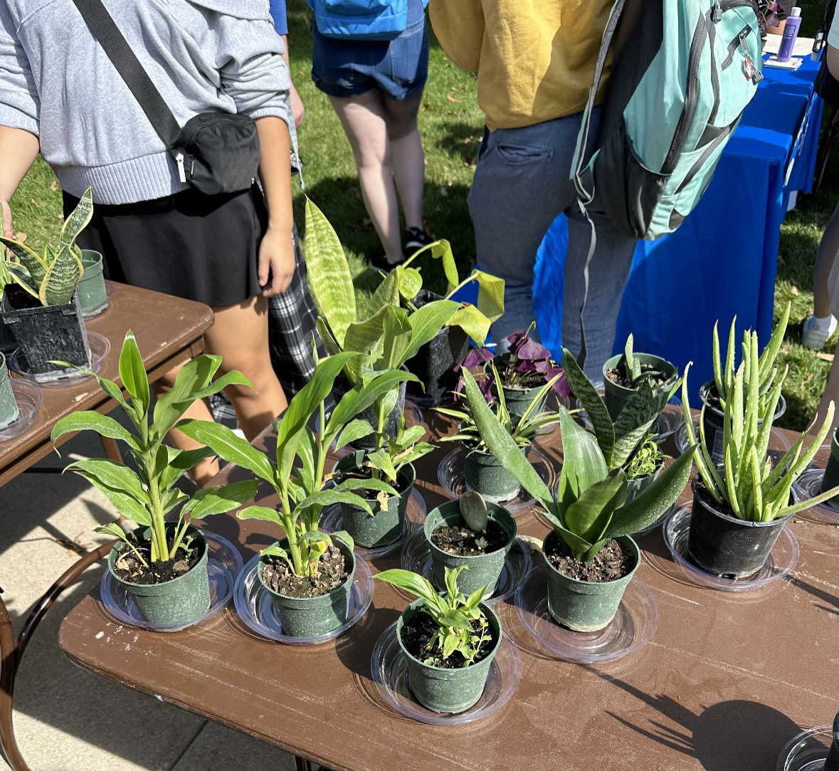Cacti, succulents and more were out for the taking during the Center for Sustainable Communities plant giveaway on September 29.
