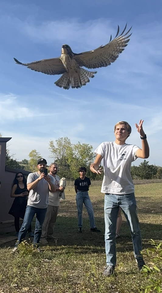 Jorgen Olson (‘24) releasing his male broad-winged hawk at the Luther Hawk Blind. Photo courtesy of the Raptor Resource Project.