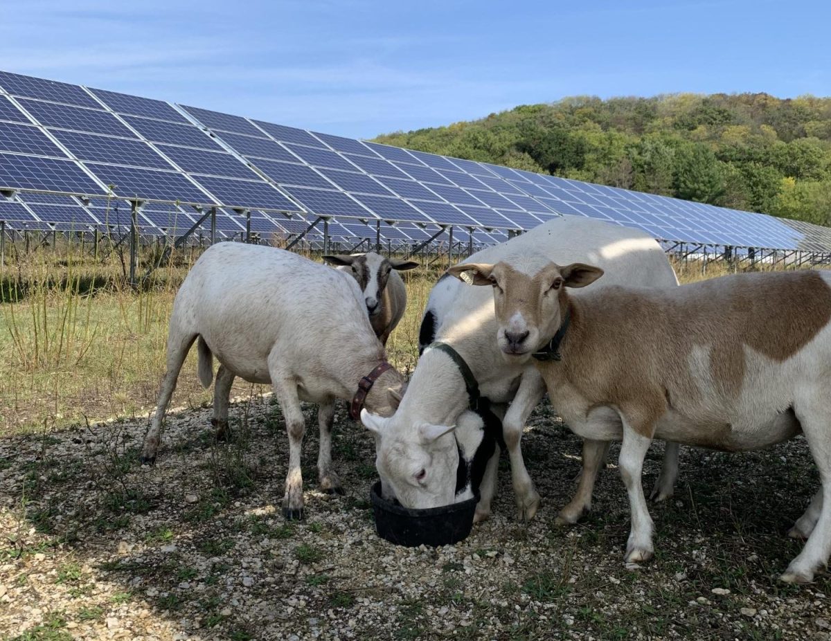 Marshmallow, Lola, Betty White, Licorice, Marge, and Stella enjoy a snack. The six sheep are part of a Luther project focused on vegetation management.
