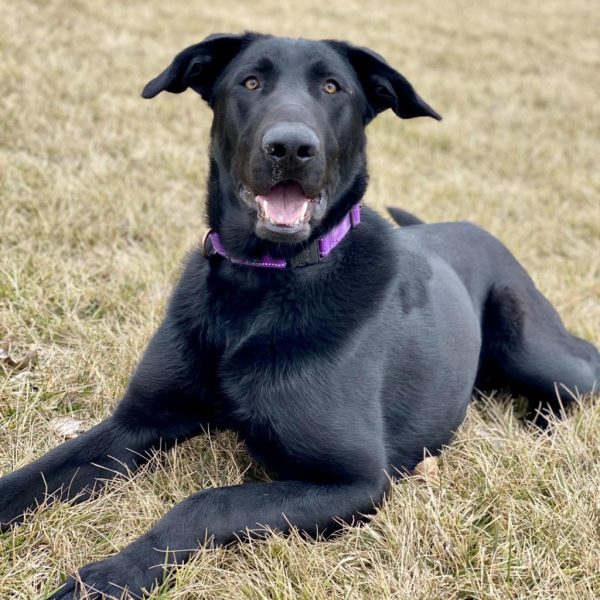 Remi is one of the 15 dogs currently at the Humane Society of Northeast Iowa (HSNEI) that depend on volunteers for socialization and enrichment. Photo courtesy of Humane Society of Northeast Iowa.