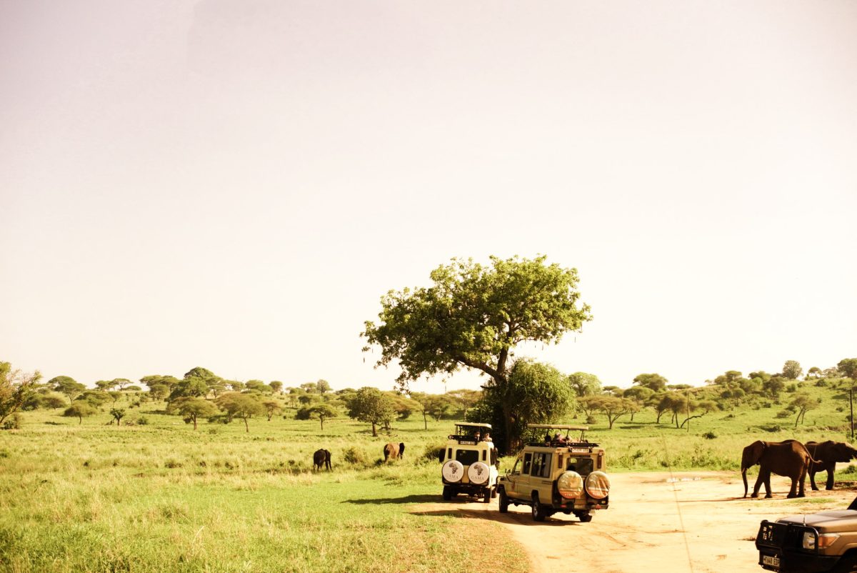 Safari vehicles stop to observe elephants during a game drive in Tarangire National Park
